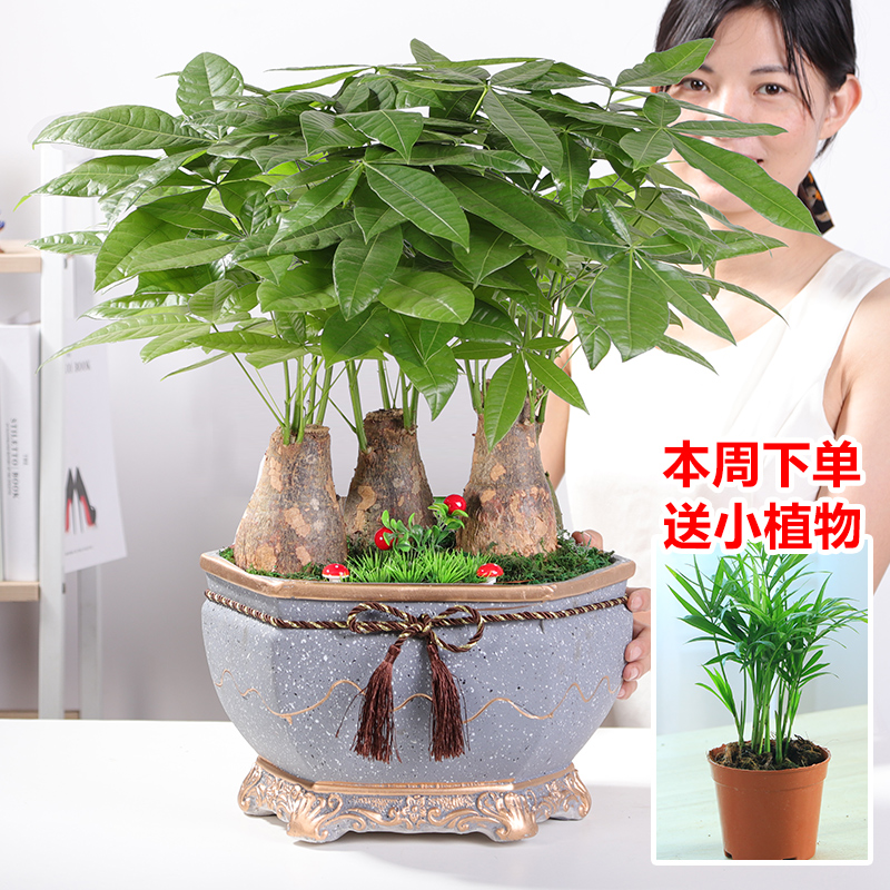 发财树盆栽大绿植物客厅办公室内小盆景 真花卉四季常青金钱树