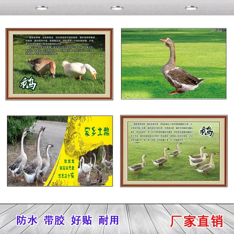 大白鹅现代装饰画广告贴纸家禽海报壁画背景贴画鸡鸭鹅防水壁纸图图片