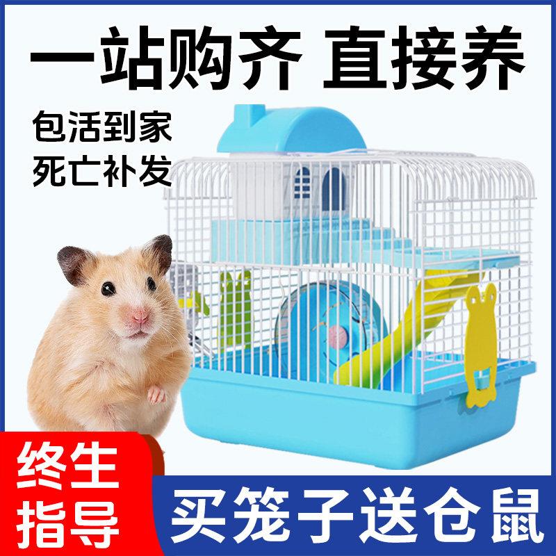 小仓鼠活物送笼子小朋友礼物宠物适合小孩子养的金丝熊三线紫仓鼠