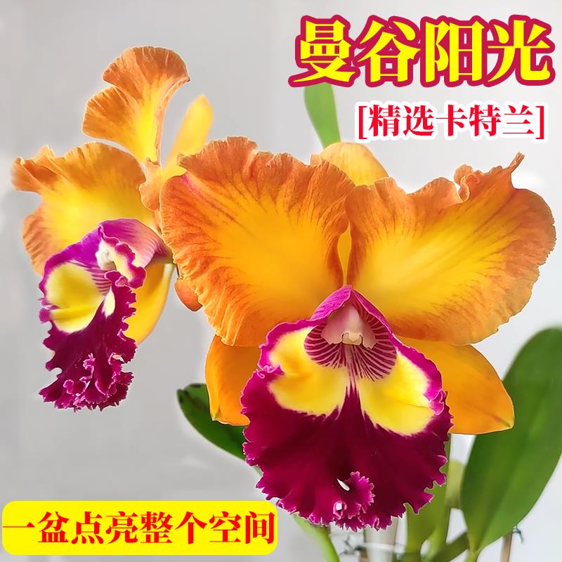 精品东南亚优质卡特兰花苗盆栽室内外办公室阳台桌面花卉好养绿植