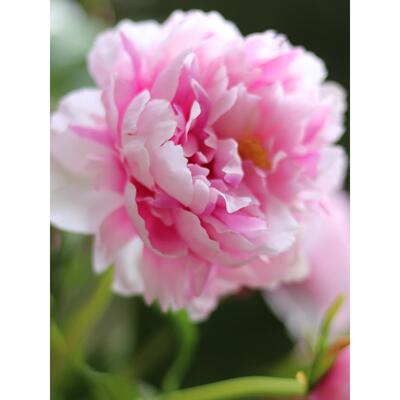 采购产品高端牡丹，牡丹，人造花，假花，客厅装饰，餐厅装饰花瓶