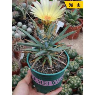 光山 实生仙人球4年老桩萝卜根四大名球开花仙人掌多肉阳台小盆栽