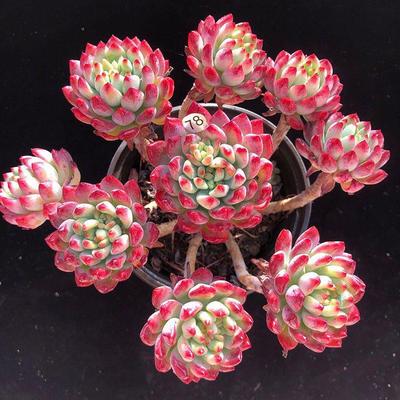 蓝多肉老桩多头大株老庄超大冬季超大多肉植物血斑肉嘟嘟