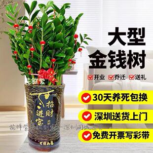 深圳广州金钱树盆栽大型植物客厅室内办公室送礼开 业乔迁新居绿