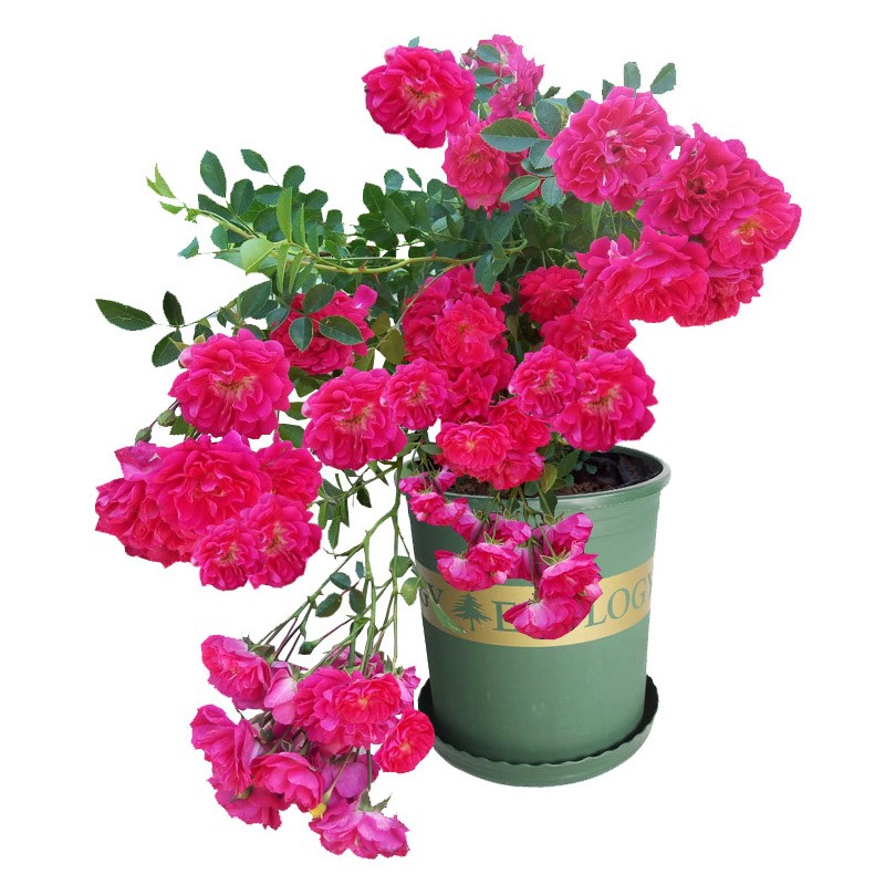 甜蜜红木香花苗浓香花卉白木香阳台庭院爬藤植物黄木香花盆栽四季