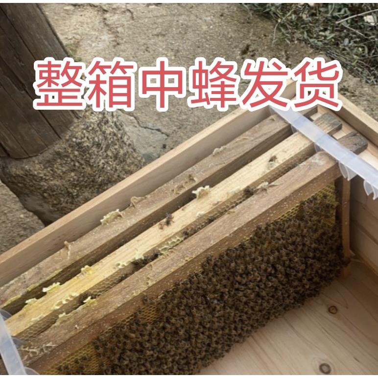 蜜蜂 蜜蜂群带王一整箱带子脾出售中华蜂群出售土蜂中蜂笼蜂