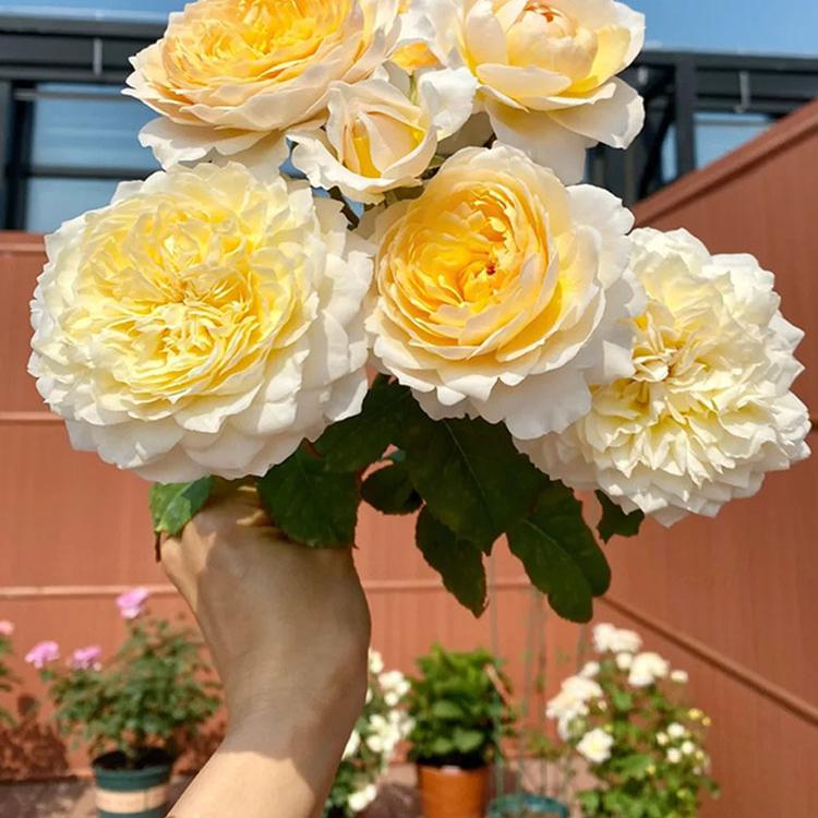 艾菲月季花苗大花浓香奥斯汀切花玫瑰开花白黄色欧月四季盆栽花卉