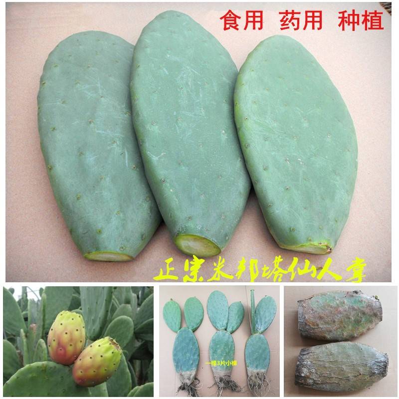 正宗墨西哥米邦塔客可食用可以吃的十年以上的仙人掌药用外敷种植