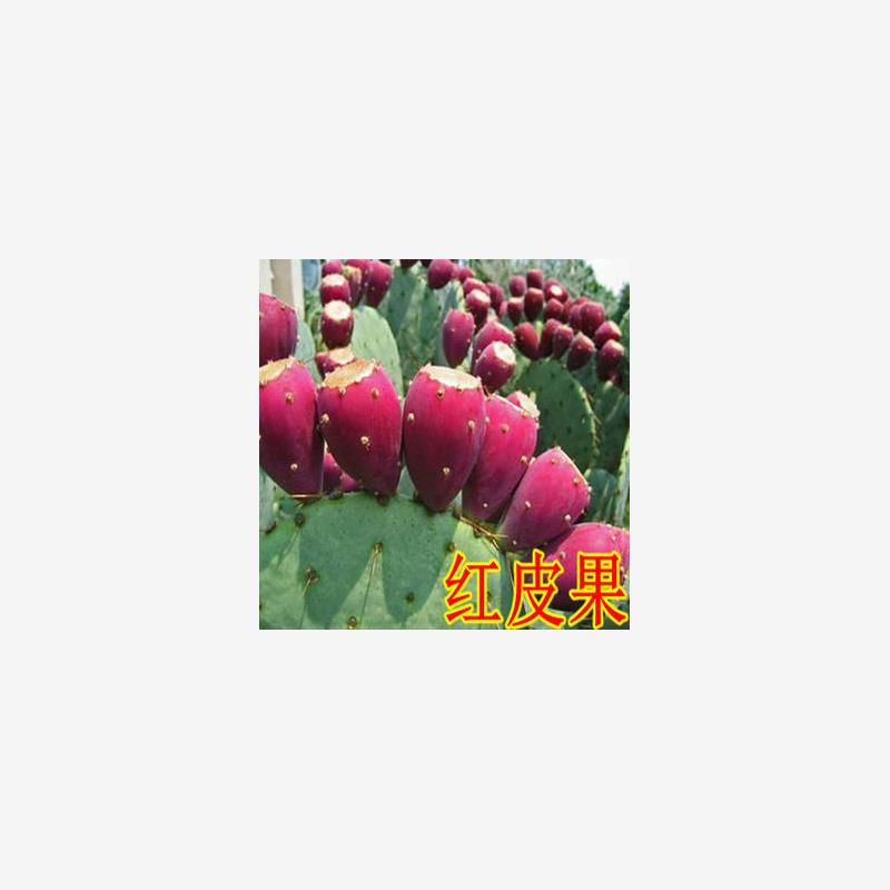 食用仙人掌盆栽 多肉植物果树苗仙人掌果苗 米邦塔仙人掌养生美容