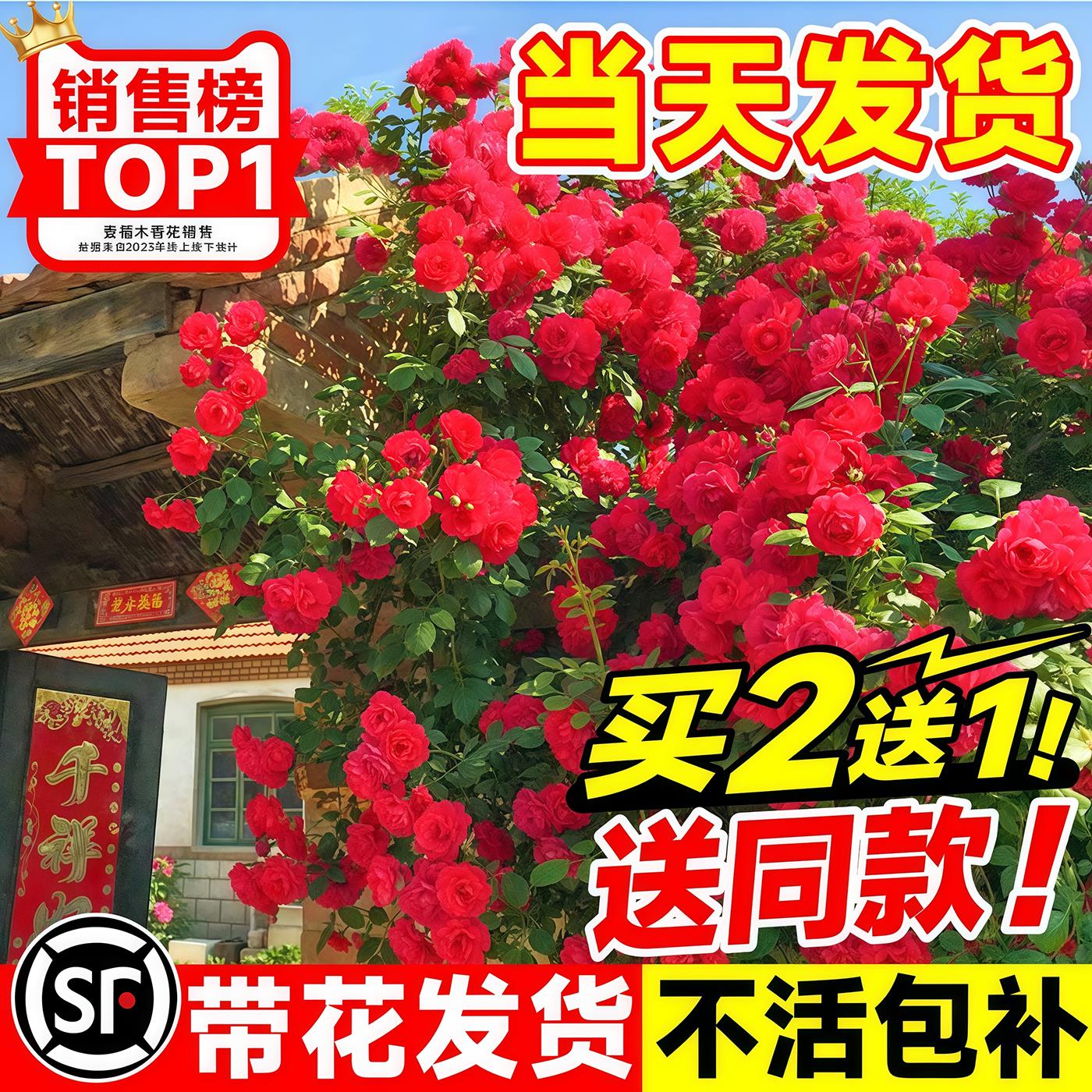 红木香花苗爬藤植物蔷薇黄白木香花树苗庭院大苗盆栽花卉