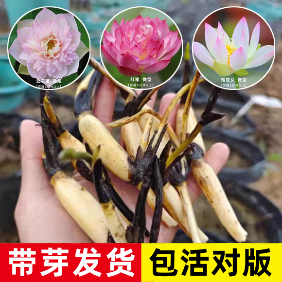 迷你碗莲种藕苗微型小荷花苗藕苗水生七彩荷花室内外水培植物花卉