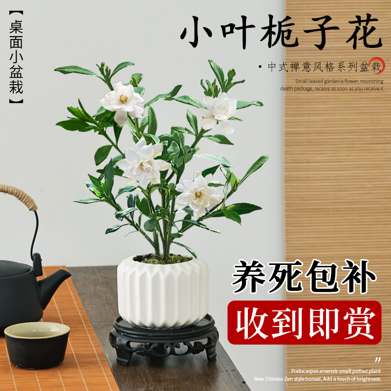 小叶栀子花盆栽带花苞植物室内好养桌面茶几花卉盆景办公室小绿植