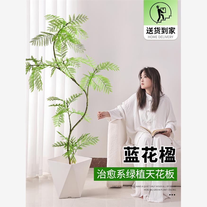 蓝花楹盆栽落地大型绿植室内客厅办公室网红植物四季好养老桩花卉