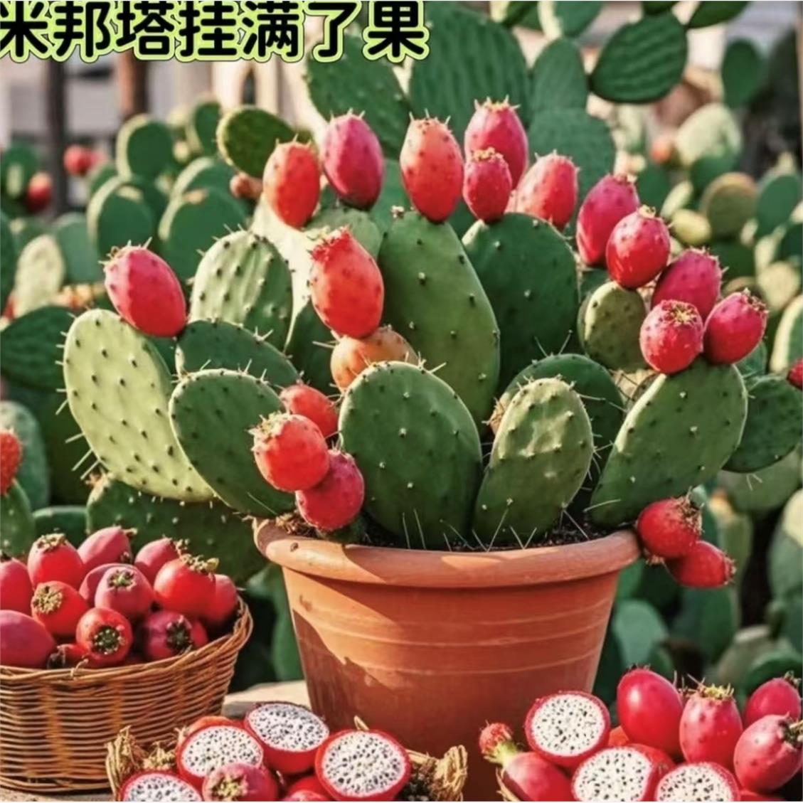 正宗米邦塔仙人掌绿植开花结果可食用果实和叶片易养耐旱懒人植物