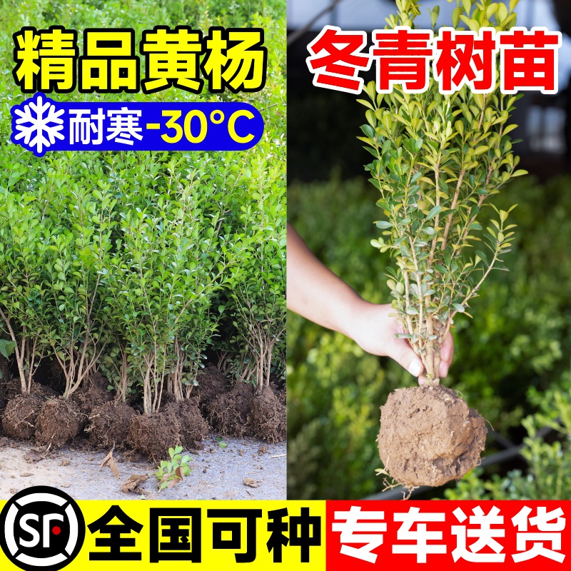 小叶黄杨冬青瓜子黄杨球苗庭院围墙绿化苗木绿篱黄杨树苗大叶黄杨