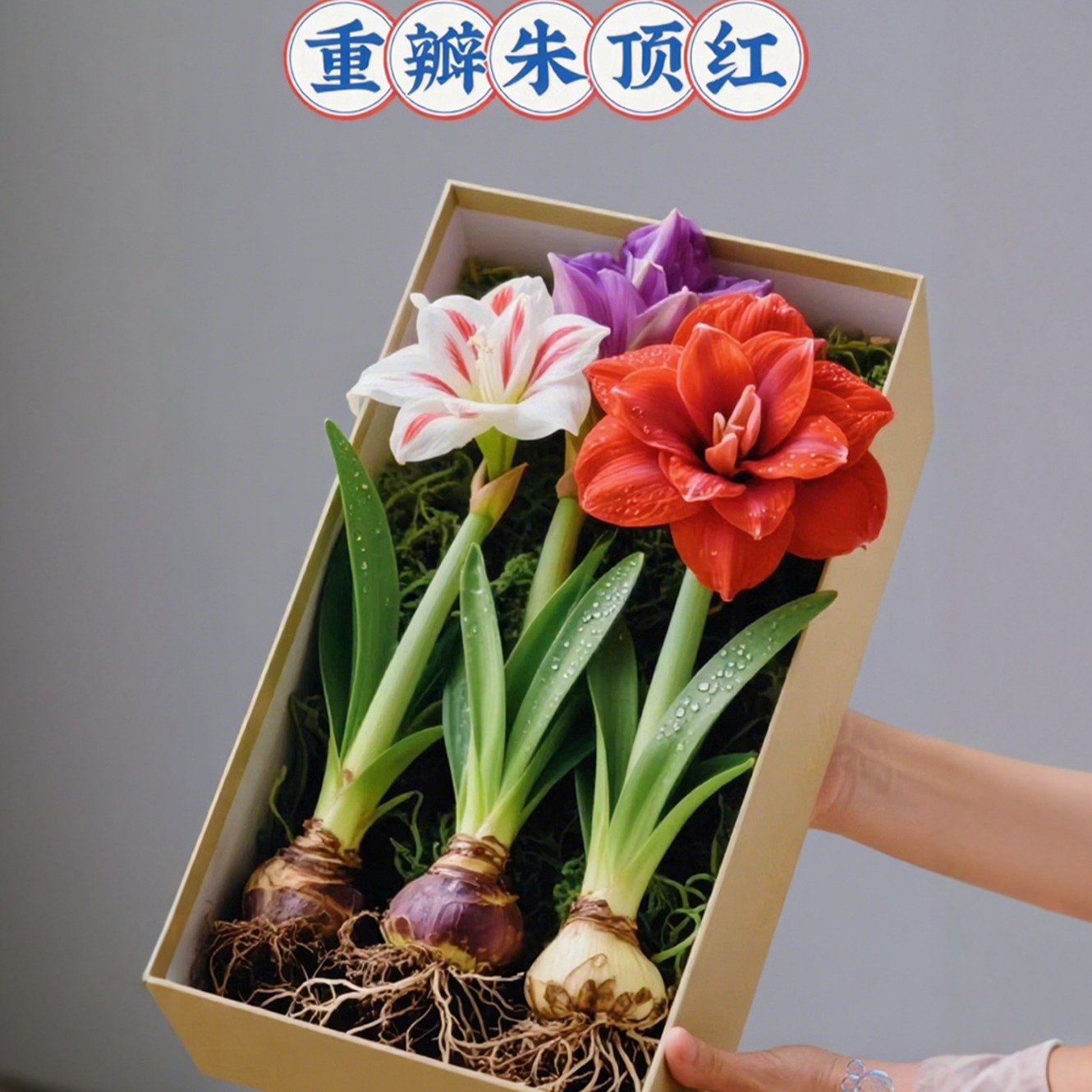 朱顶红盆栽重大种球精品带阿弗雷鬼魅花苞进花卉瓣口室内外绿植物