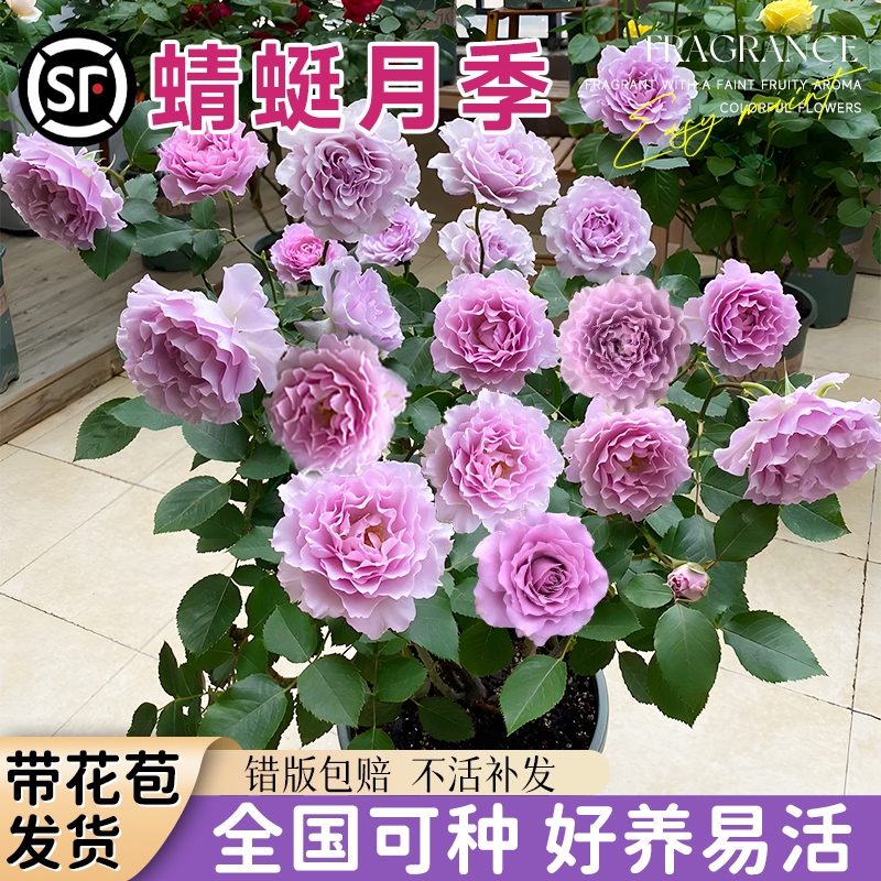 蜻蜓月季花苗紫色月季灌木多季开花卉绿植带花苞阳台庭院小苗盆栽