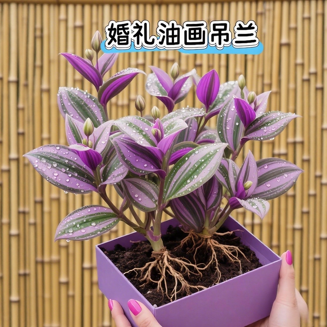 油画婚礼吊兰大棵多肉锦花卉室内阳台绿植盆栽水培油画吊兰植物