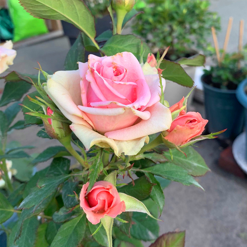 新品丹麦大花微型新星月季花勤花阳台盆栽庭院绿植花卉玫瑰苗欧月