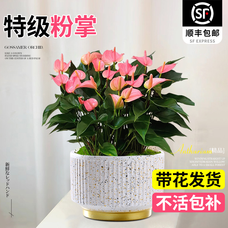 特级粉掌盆栽带花大盆水培植物花卉室内桌面绿植好养红掌四季开花