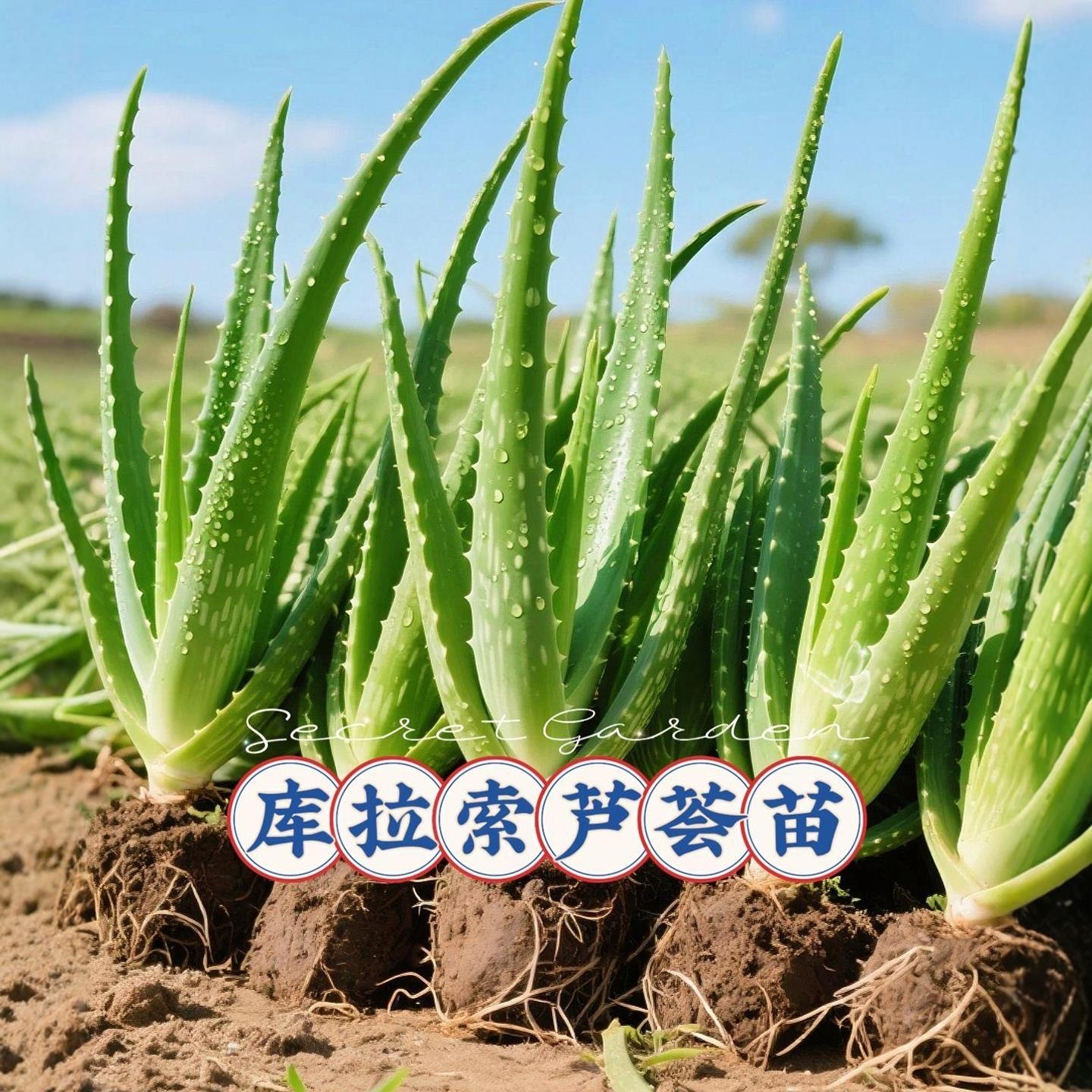 库拉索芦荟灌肤鲜叶特价可食用芦荟灌肤敷脸芦荟室内客厅芦荟盆栽