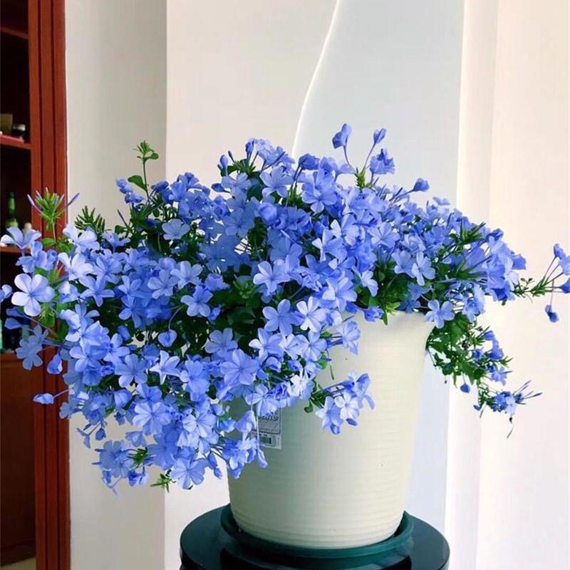 蓝雪盆栽花苗室内花卉兰雪花藤本爬藤庭院植物棒棒糖四季好养好养