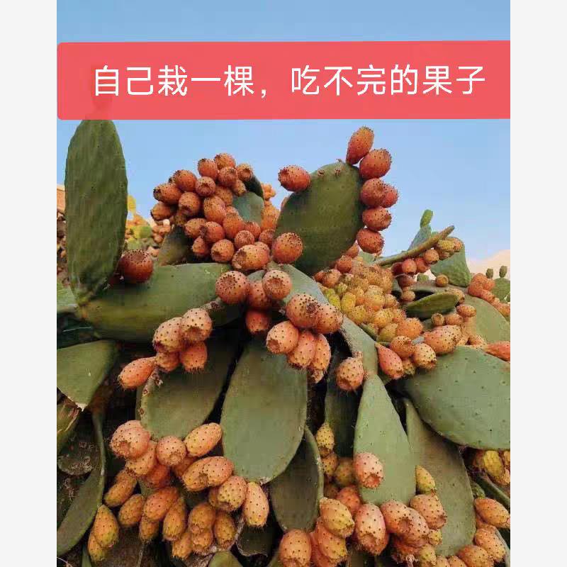 墨西哥梨果仙人掌食用水果仙人掌盆栽阳台庭院花卉绿植