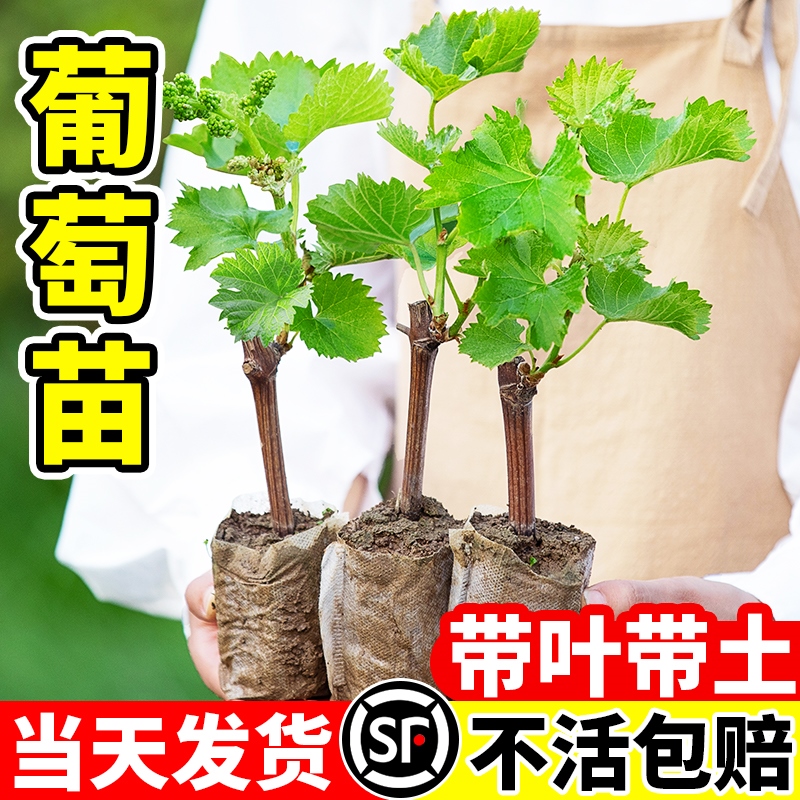 巨峰葡萄树苖阳光玫瑰夏黑葡萄树苗带叶南方北方种植盆栽庭院爬藤