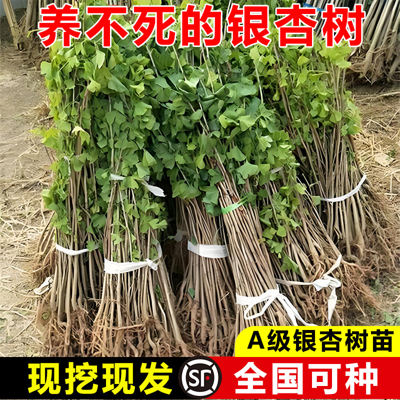 金叶银杏树活苗室外树苗大树庭院风景树大型行道园林绿化工程苗木