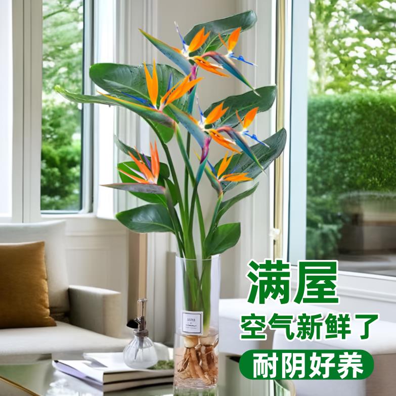 水培无土天堂鸟盆栽客厅室内花卉绿植办公室轻奢绿色植物鹤望兰