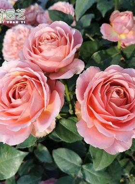 花莳园艺【浪漫古董】大花微月直立切花月季阳台盆栽地栽庭院观赏