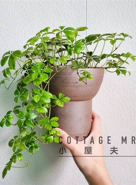 Cottage Mrs五叶地锦糖垂吊 雨林缸 造景 观叶藤本植物室内植物