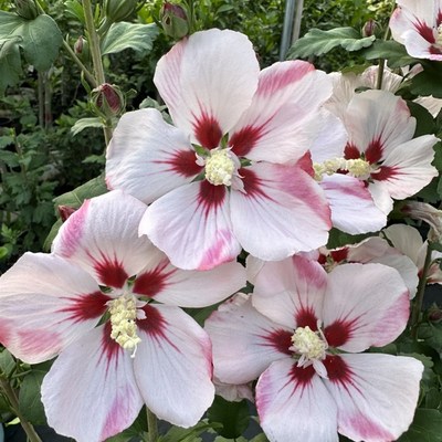 大花汉帛木槿花苗庭院阳台地栽盆栽耐寒耐热四季开花花卉花镜植物