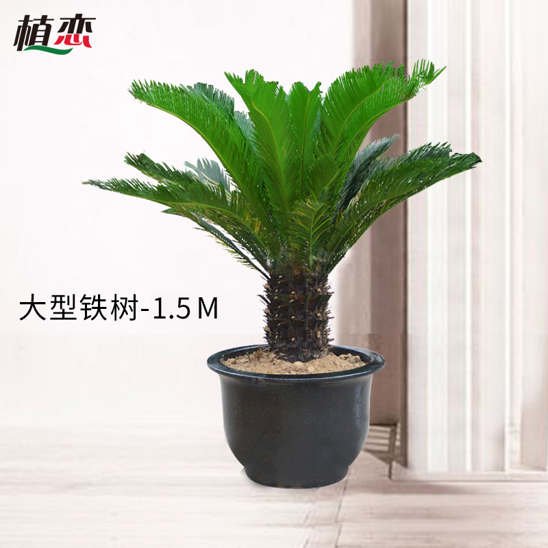 铁树苏铁盆栽盆景绿植花卉室外大型盆景苏州上海无锡南京同城配送