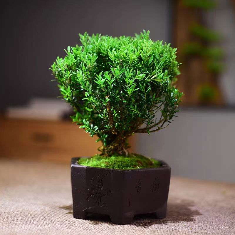 雀舌黄杨盆景室内绿植桌面观赏老桩中式四季植物办公书房摆件送礼
