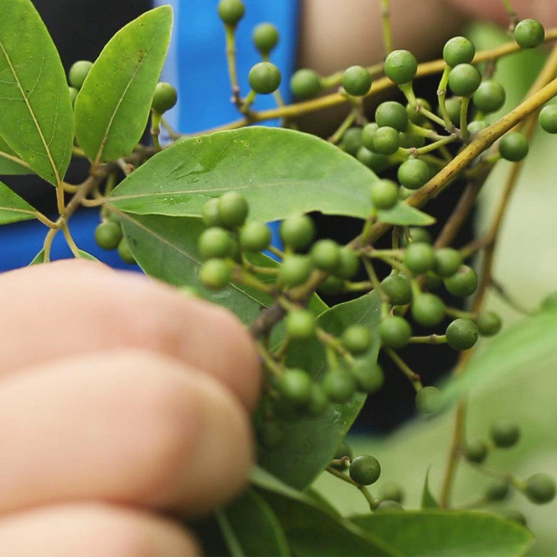 山苍子按摩锤子手工养生槌手捶颈椎敲打棒后背家用经络穴位拍打器