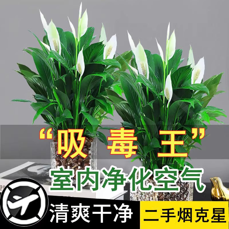 白掌盆栽一帆风顺绿萝箩花卉植物室内花水培红掌绿植发财树吸甲醛