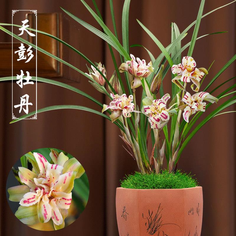春兰天彭牡丹兰花浓香型奇花带花苞兰花苗客厅阳台室内花卉盆栽