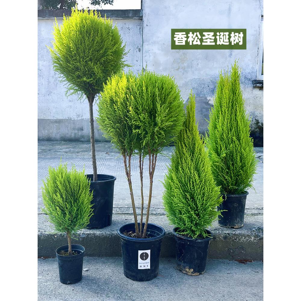 香松圣诞树盆栽大棒棒糖金冠柏耐寒2024新款小型真树节日装饰礼物