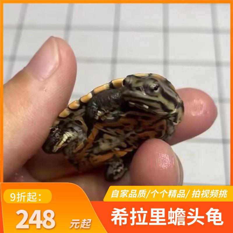 花面蟾头龟希拉里龟深水鱼观赏宠物龟可爱呆萌侧颈龟可拍视频挑选