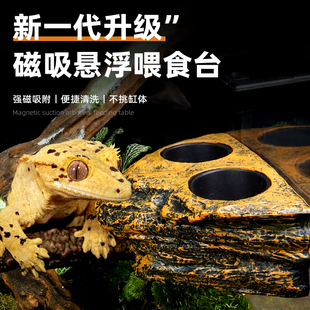 睫角果泥食盆R属守宫水盆树栖爬宠蜥蜴磁吸悬挂喂食盘饲养缸造景