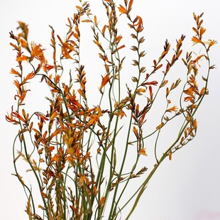 雾中情人干花 金娥绒黄栌翠扇龙船花火焰兰菠萝菊洋甘菊小菊配草