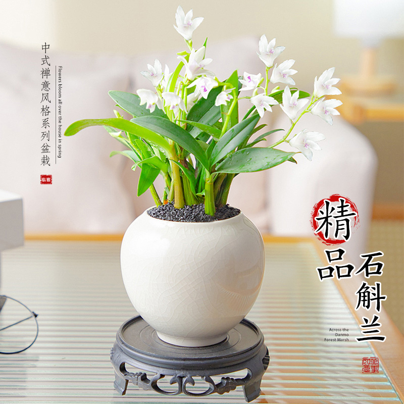 石斛兰盆栽带花香水石斛兰水培植物盆景桌面绿植盆栽四季开花好养