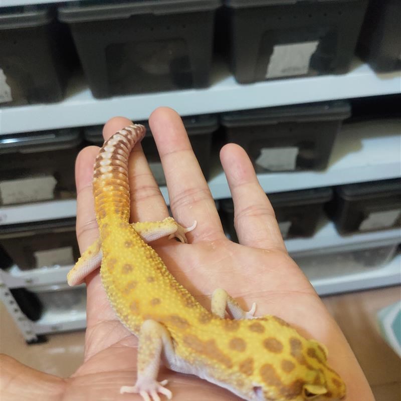 豹纹守宫蜥蜴幼体入门级爬宠活物好养易活的小动物不咬人冷门宠物