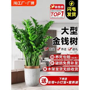 金钱树盆栽客厅大花盆室内大棵绿植摆件钱串子摇钱树金钱树苗旺宅