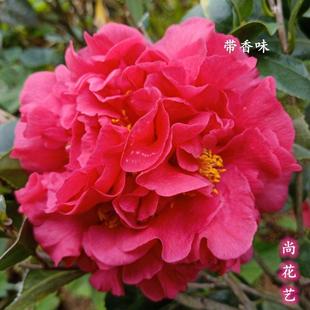 克瑞墨大牡丹香茶花易养活绿植盆栽巨型花卉室内外庭院阳台年宵花