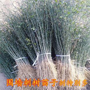 围墙刺树铁篱笆苗刺树苗子荆棘荆棘苗子带刺植物种树苗树鸟不站