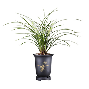 刘阁兰花苗 莲瓣兰素花小雪素 冬带浓香花苞出售好养花卉盆栽绿植