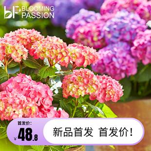 BP花卉迪娃绣球盆栽1加仑首发庭院阳台花园易养植物多年生花期长