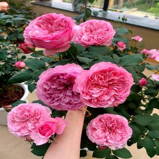玫瑰花苗阳台庭院盆栽耐寒耐热四季 浓香奥斯汀凯丽月季 开粉色切花